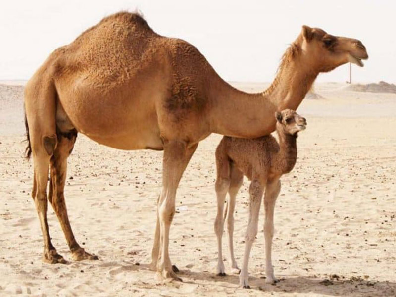 اضغط لمشاهدة الفيديو: شاب سعودي يخاطر بحياته لإنقاذ جمل صغير